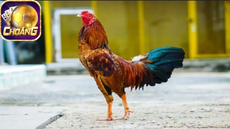 Cựa Sắt Vô Địch – Đá gà đỉnh cao, cược là thắng 4 cua-sat-vo-dich