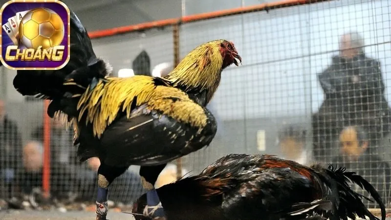 Đấu Trường Gà trực tiếp – Cược liền tay, ăn ngay 1 dau-truong-ga