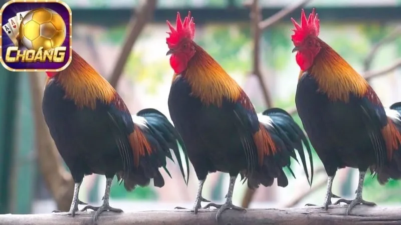 Gà Tre Thần Kê – Đá gà đỉnh cao, thắng lớn mỗi ngày 5 ga-tre-than-ke