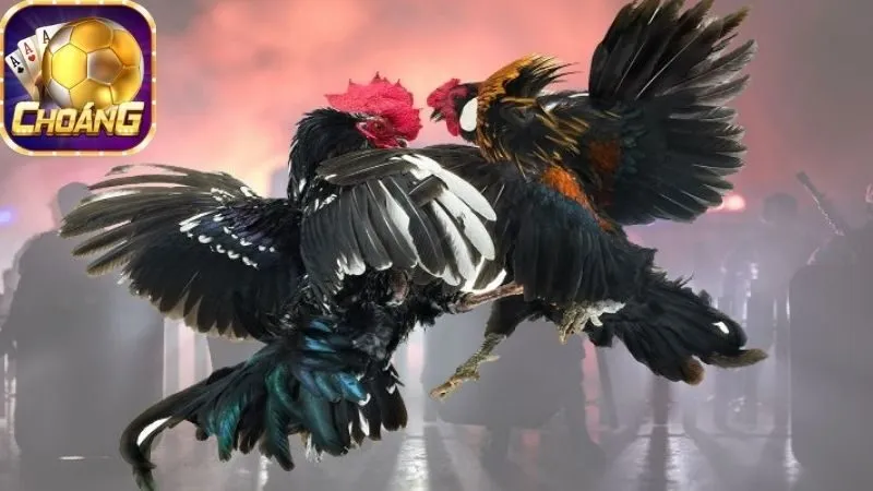 Thomo Đại Chiến – Trận chiến gay cấn, thắng lớn hấp dẫn 2 thomo-dai-chien